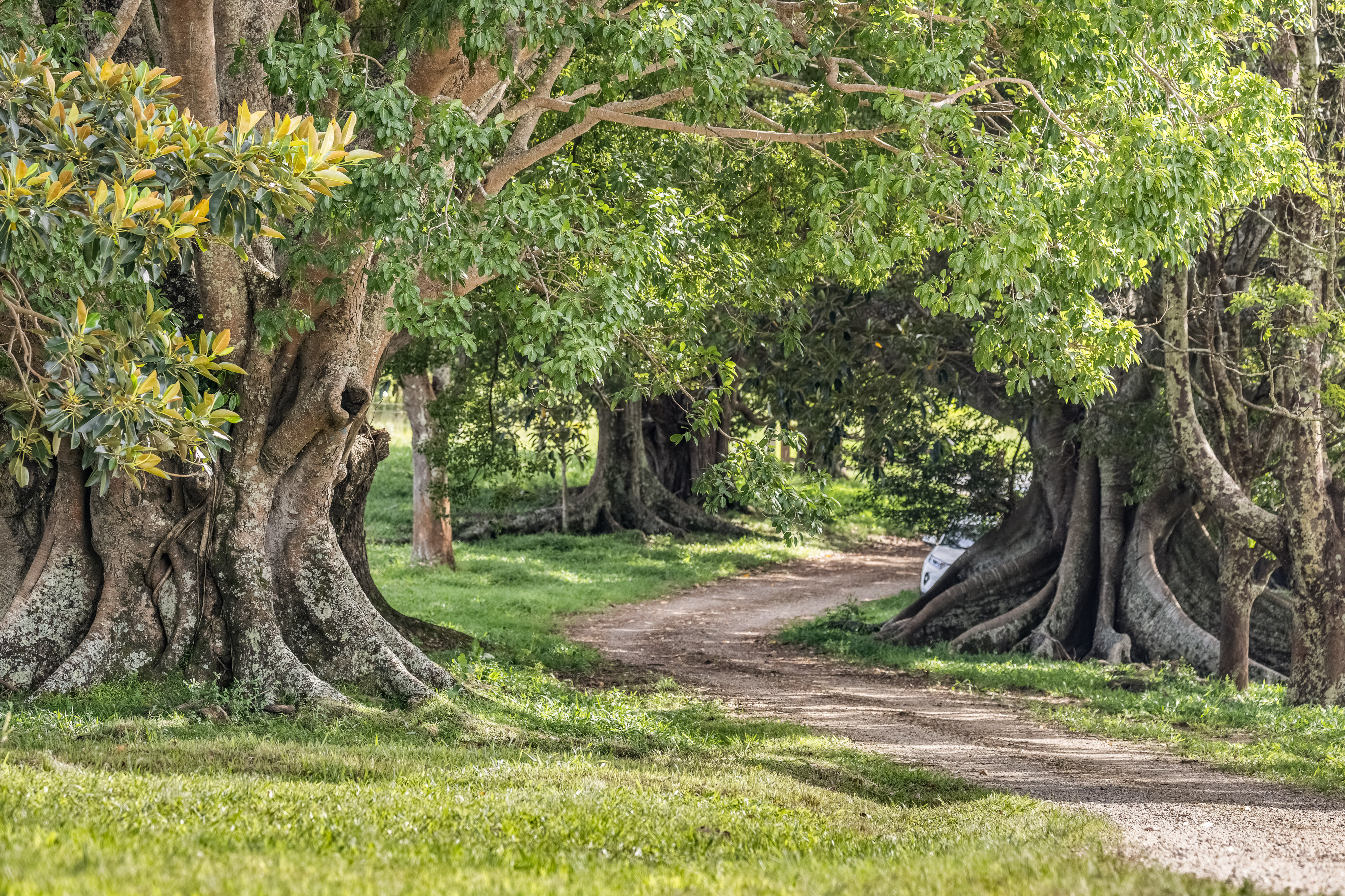 Century-old fig tree-lined driveway approaching Longfield